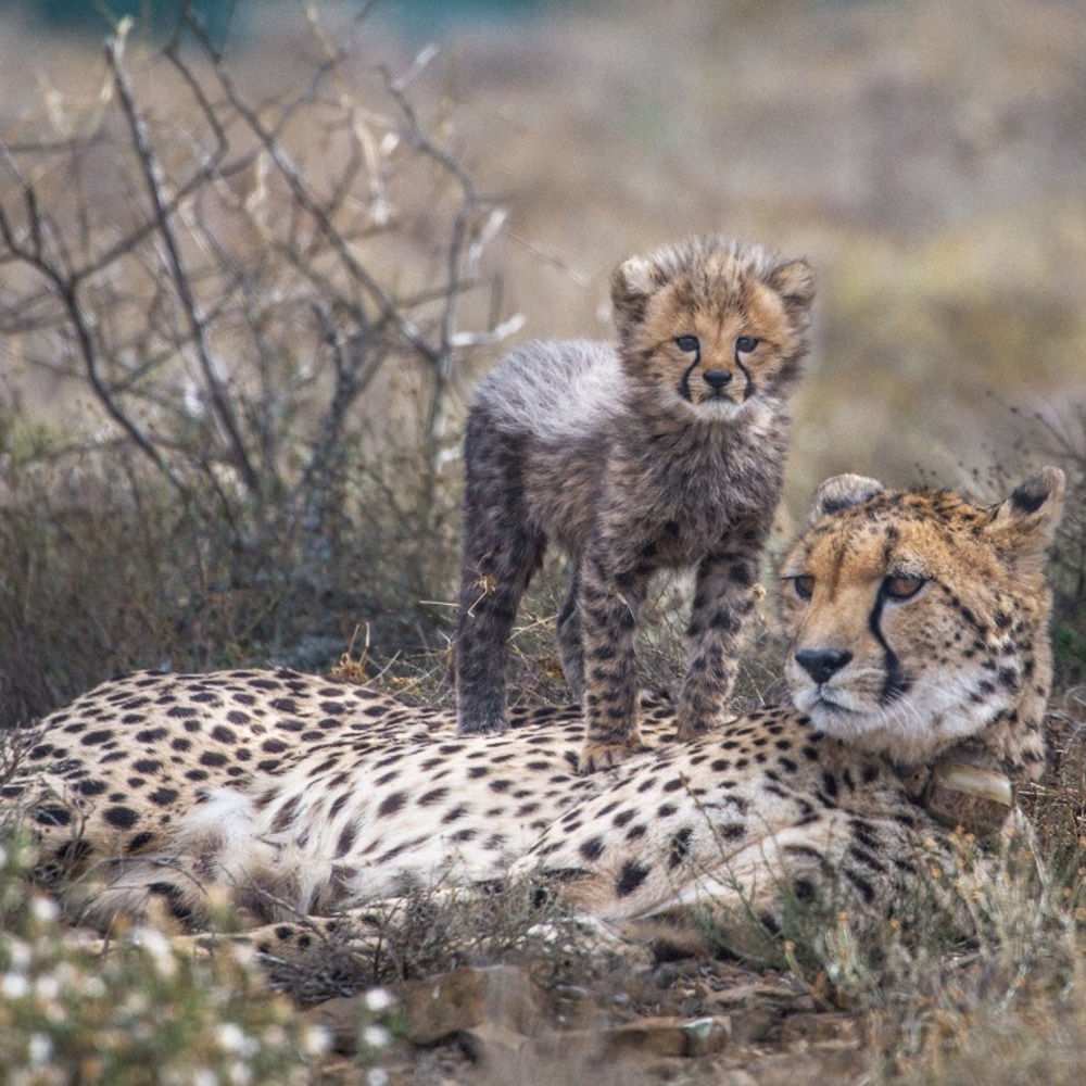 Meet your Posher, Savannah